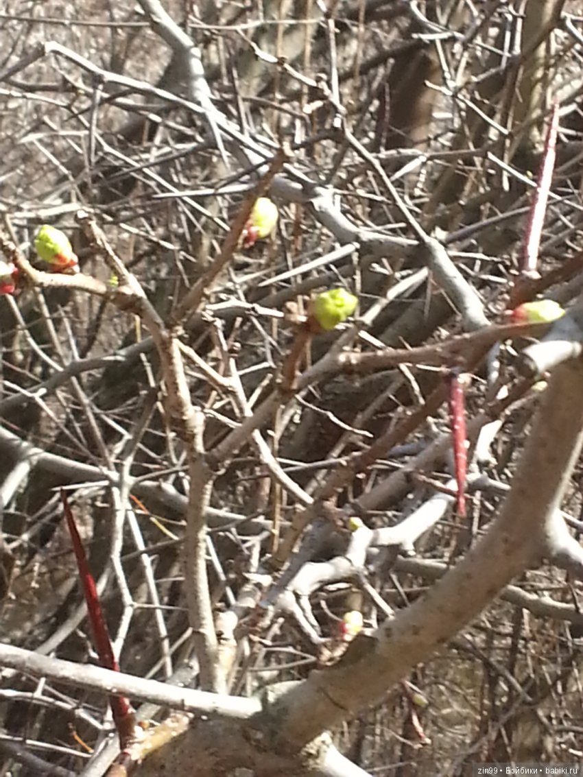 Приезд Селении, приход Весны и еще многое другое
