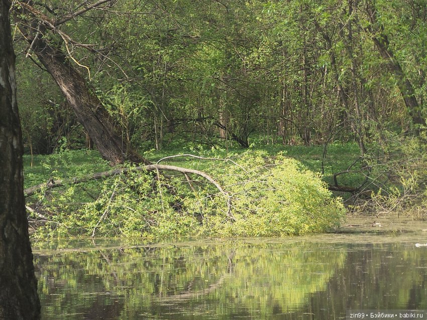 Белая Черемуха, распустилась вновь... Kidz'n'Cats и их друзья
