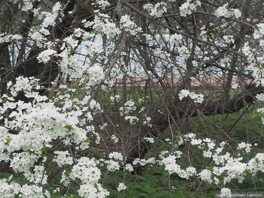 Белая Черемуха, распустилась вновь... Kidz'n'Cats и их друзья