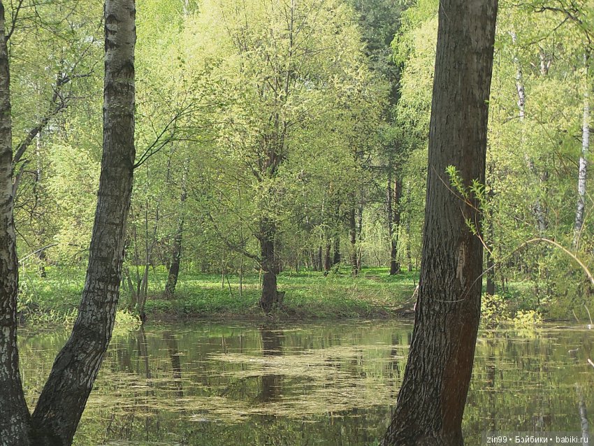 Белая Черемуха, распустилась вновь... Kidz'n'Cats и их друзья