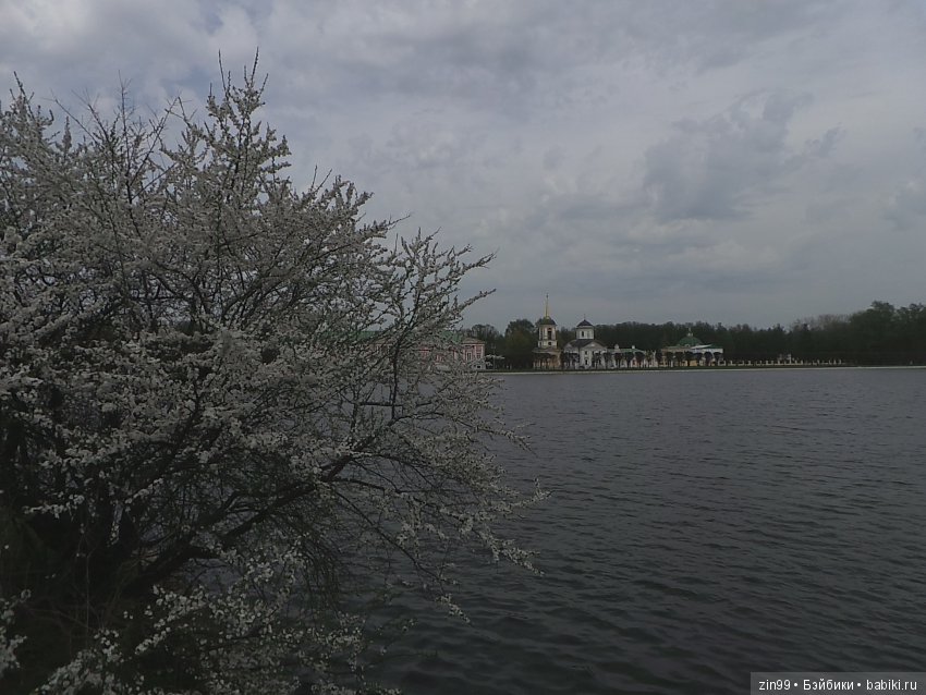 Белая Черемуха, распустилась вновь... Kidz'n'Cats и их друзья