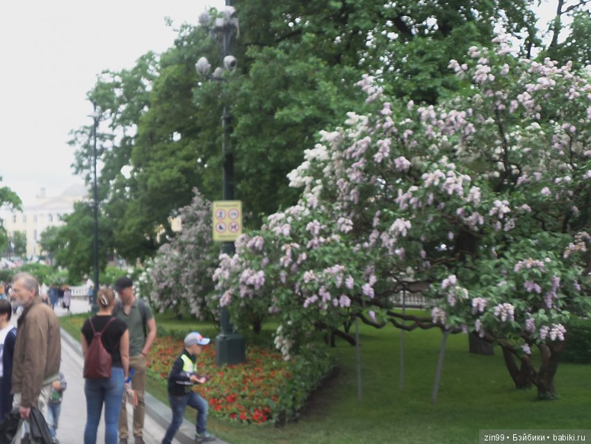 капустка капустка
