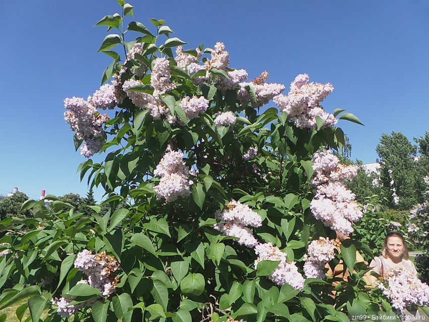 Бегом за запахом Сирени, кукло-встреча в саду Сирени