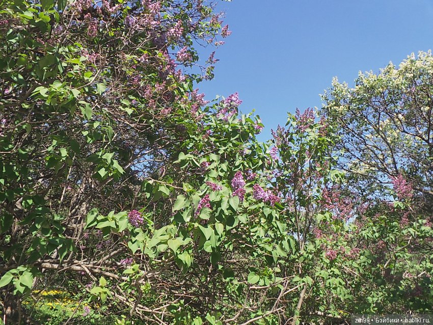 Бегом за запахом Сирени, кукло-встреча в саду Сирени