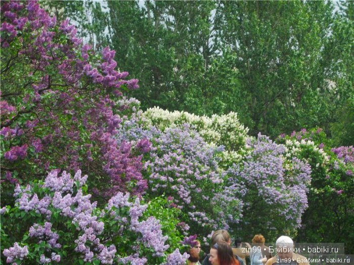 Бегом за запахом Сирени, кукло-встреча в саду Сирени (фото 2)