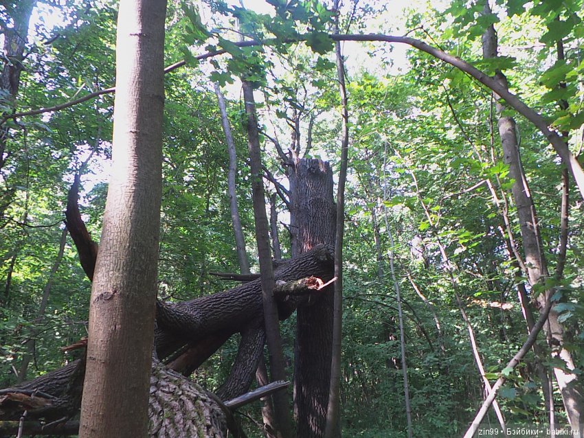 Воскресная прогулка с веселой девочкой в Ботаническом саду (фото 9)