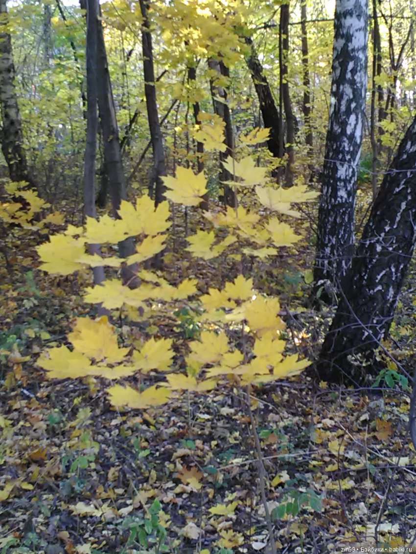 Золотая Осень в парке — Куклы Galoob Baby Face (Фейсинки): винтаж 90 (фото 3)