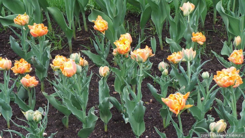 Мои куколки от Линды Рик, и еще подарили одну