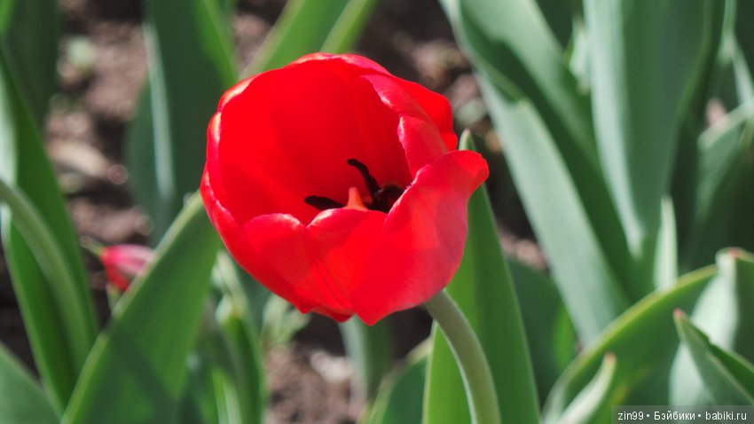 Весна, Майские и Куклы фабрики Весна