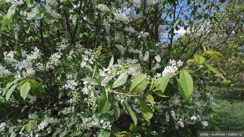 Весна, Майские и Куклы фабрики Весна