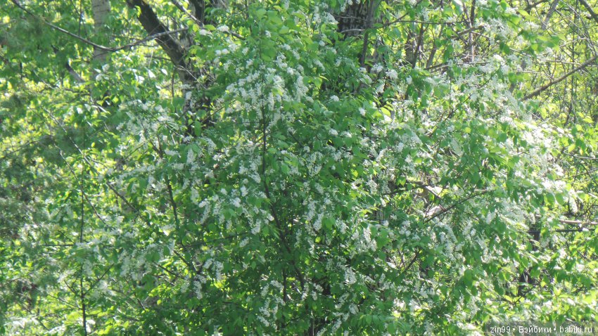 Мои любимые Kidz'n'Cats! Жаннет (фото 2)