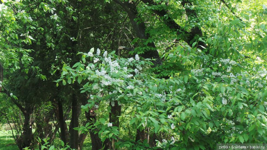 Мои любимые Kidz'n'Cats! Жаннет