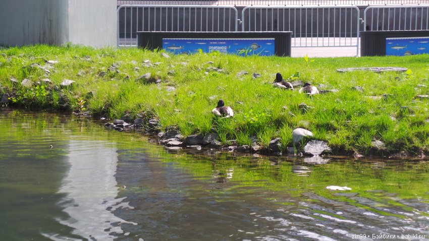 Кукло-встреча друзей: Крузелинг и мини Kidz'n'Cats! Гуляем вместе