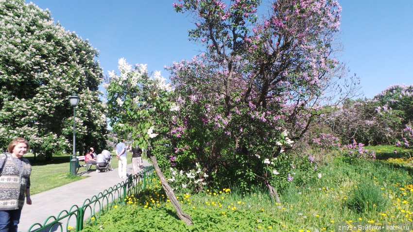 Цветёт сирень или Леночка и Сирень (фото 7)