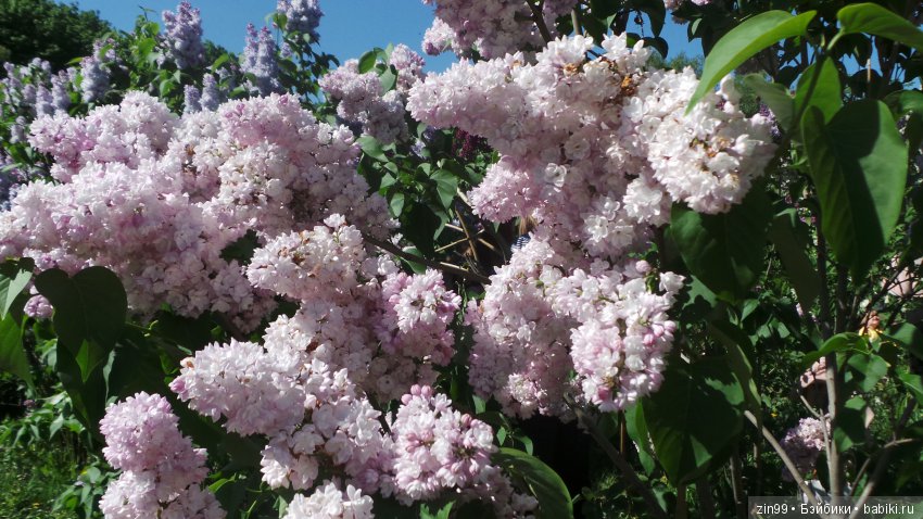 Цветёт сирень или Леночка и Сирень