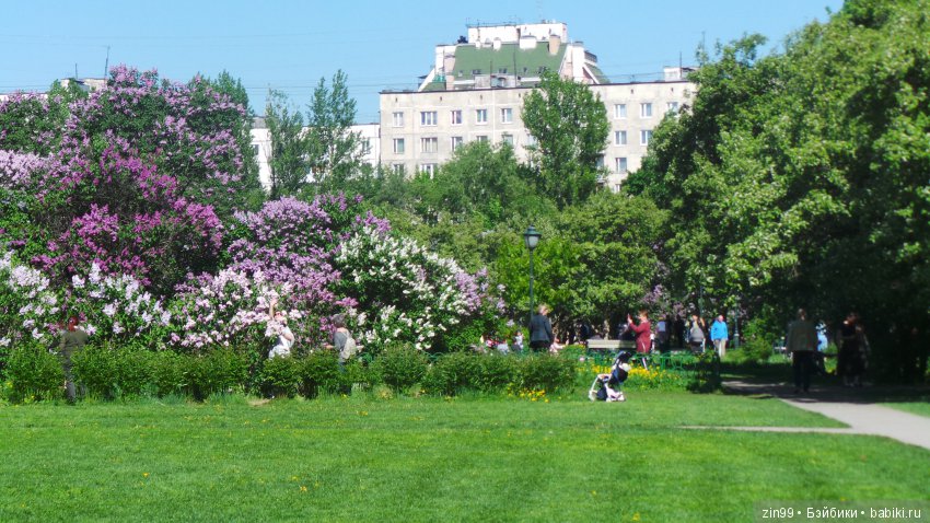 Цветёт сирень или Леночка и Сирень (фото 3)