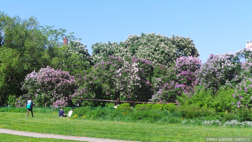 Цветёт сирень или Леночка и Сирень (фото 4)