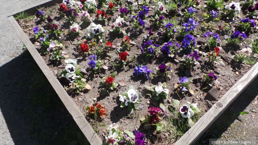 Цветёт сирень или Леночка и Сирень