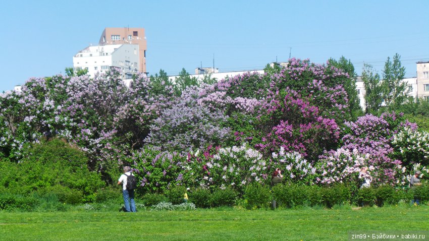 Цветёт сирень или Леночка и Сирень (фото 2)