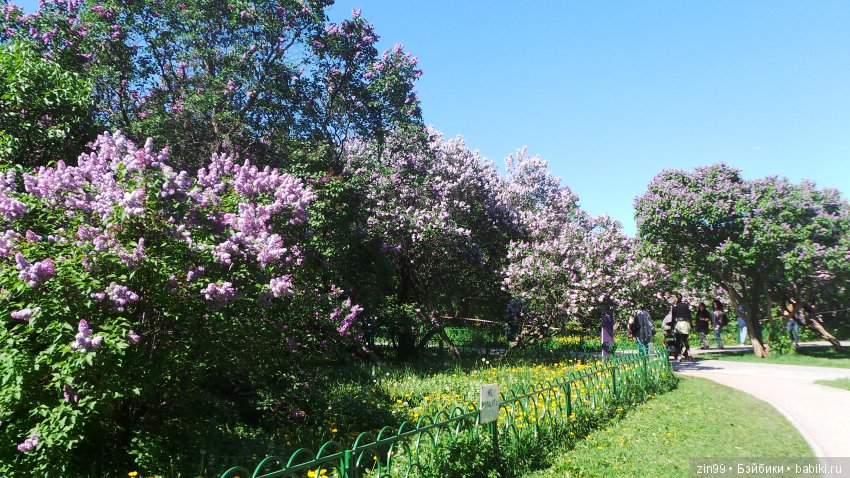 Цветёт сирень или Леночка и Сирень