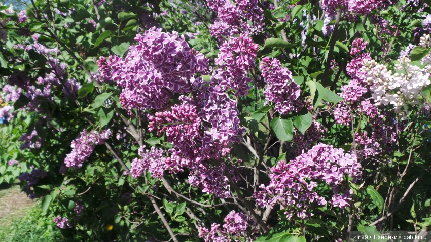 Цветёт сирень или Леночка и Сирень (фото 5)