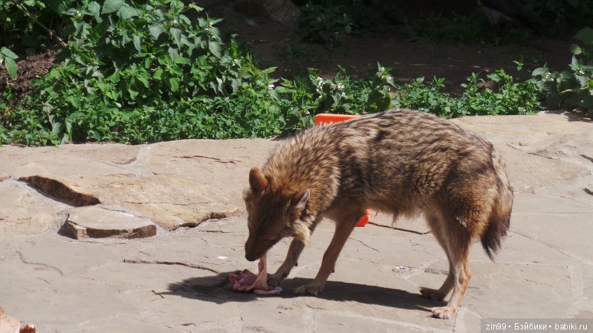 Московский Зоопарк, прогулка