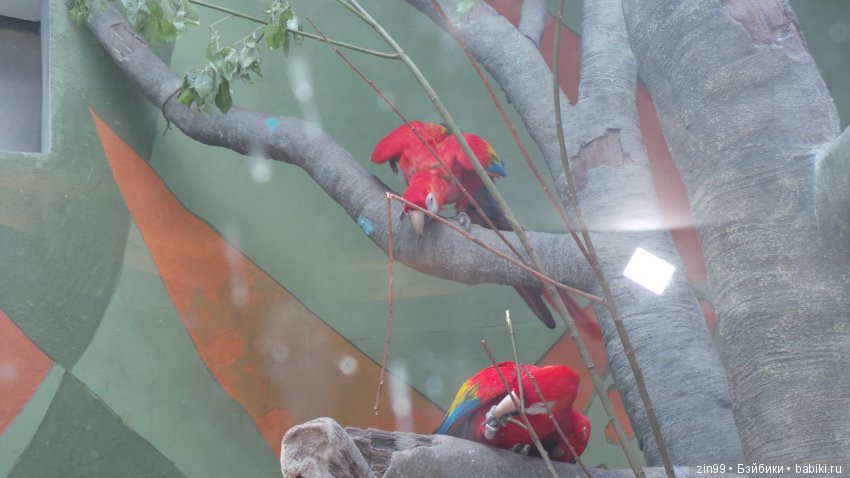 Московский Зоопарк, прогулка