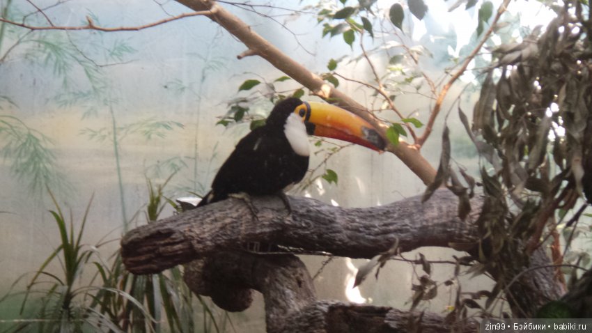 Московский Зоопарк, прогулка