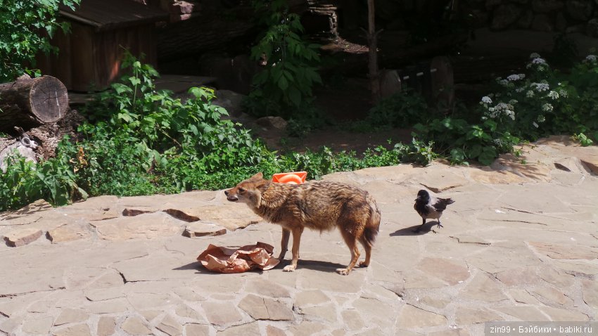 Московский Зоопарк, прогулка