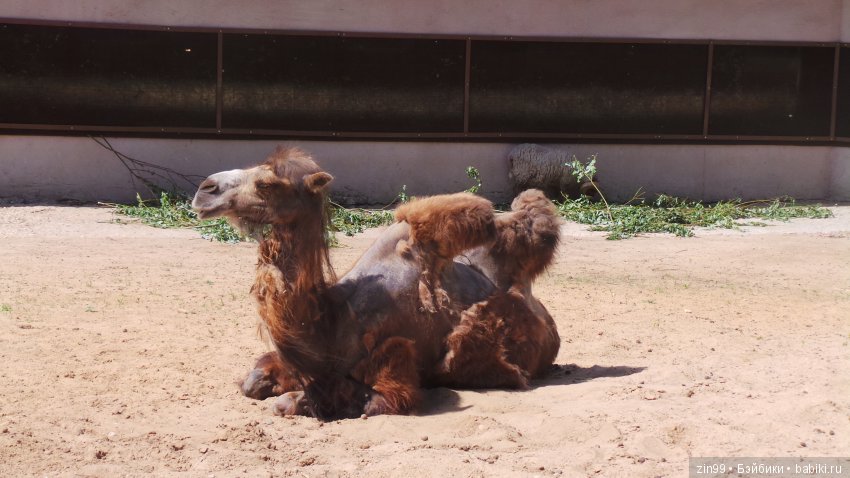 Московский Зоопарк, прогулка
