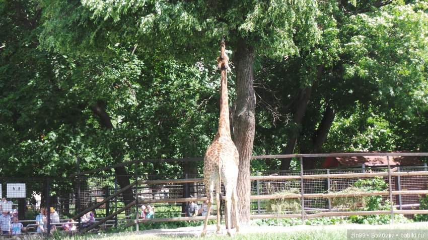 Московский Зоопарк, прогулка