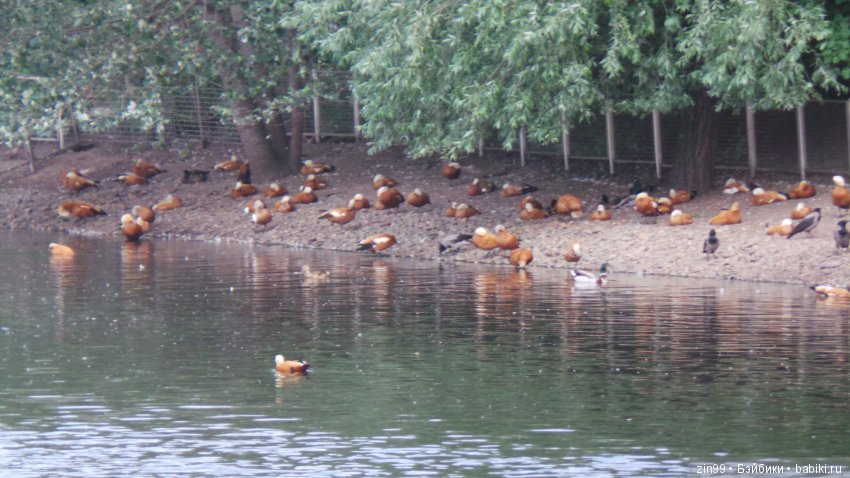 Московский Зоопарк, прогулка (фото 4)