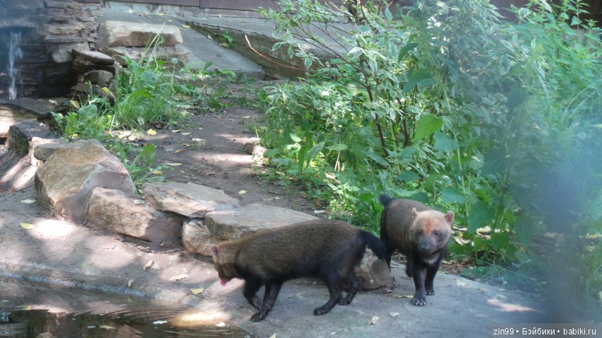 Московский Зоопарк, прогулка