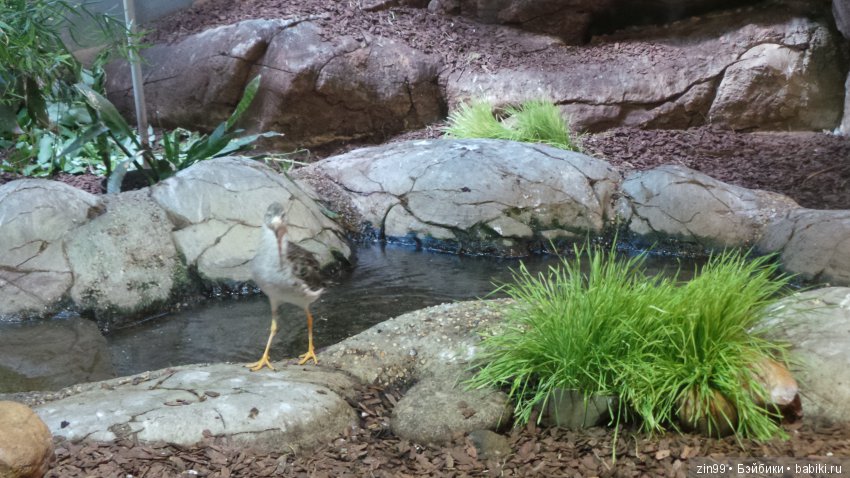 Московский Зоопарк, прогулка