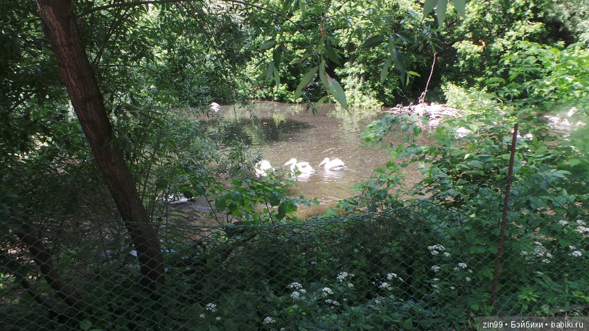Московский Зоопарк, прогулка