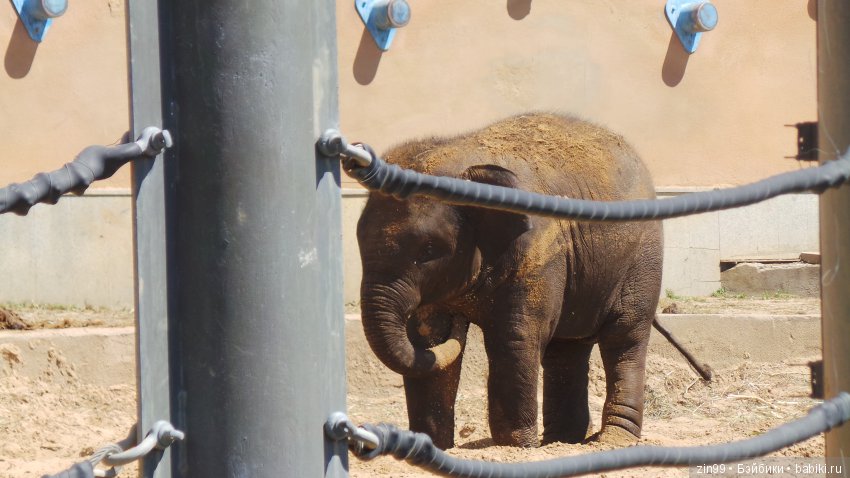 Московский Зоопарк, прогулка