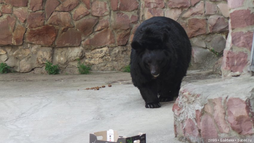 Московский Зоопарк, прогулка