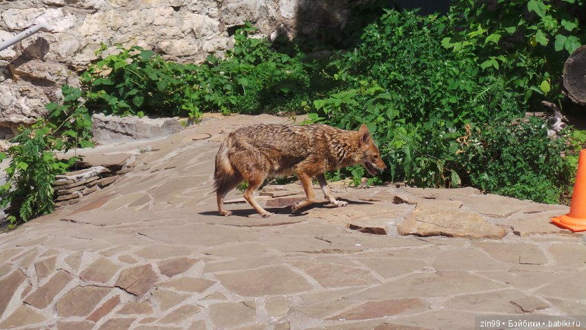 Московский Зоопарк, прогулка