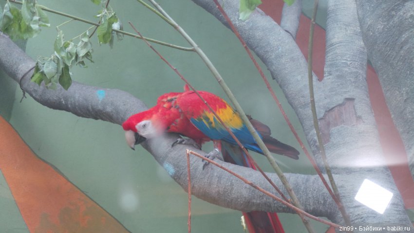 Московский Зоопарк, прогулка
