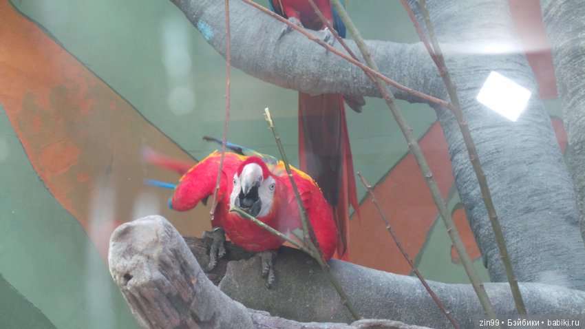 Московский Зоопарк, прогулка