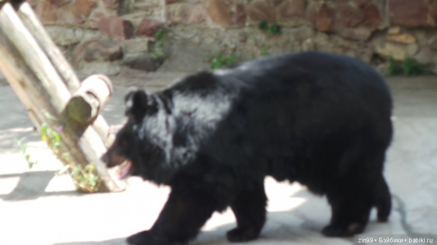 Московский Зоопарк, прогулка