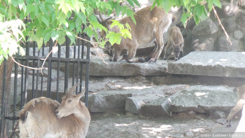 Московский Зоопарк, прогулка