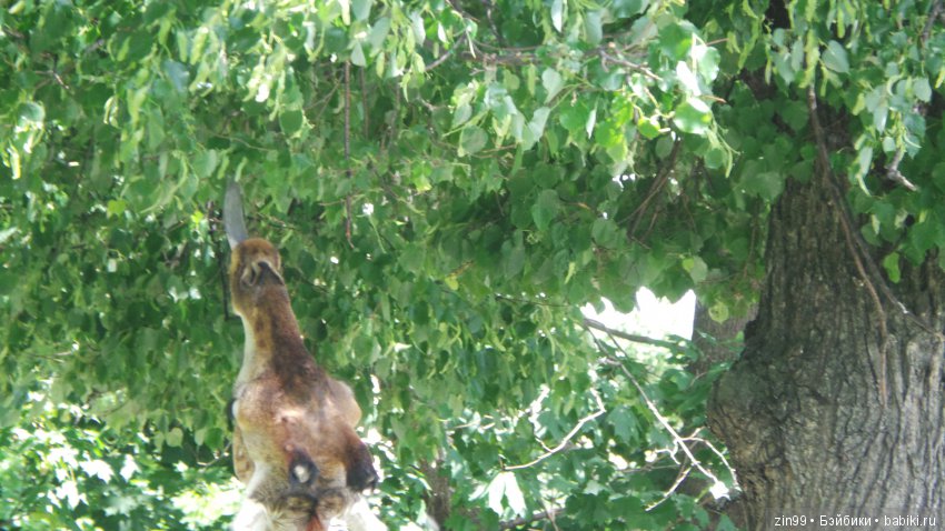 Московский Зоопарк, прогулка