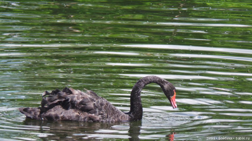 Московский Зоопарк, прогулка