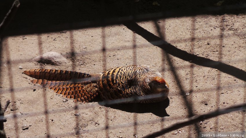 Московский Зоопарк, прогулка