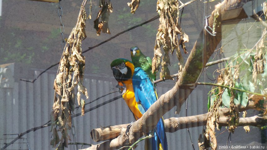 Московский Зоопарк, прогулка