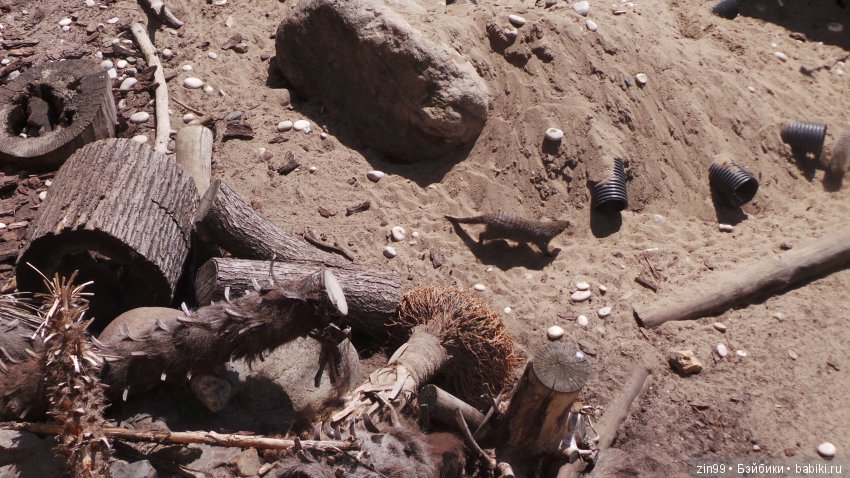 Московский Зоопарк, прогулка