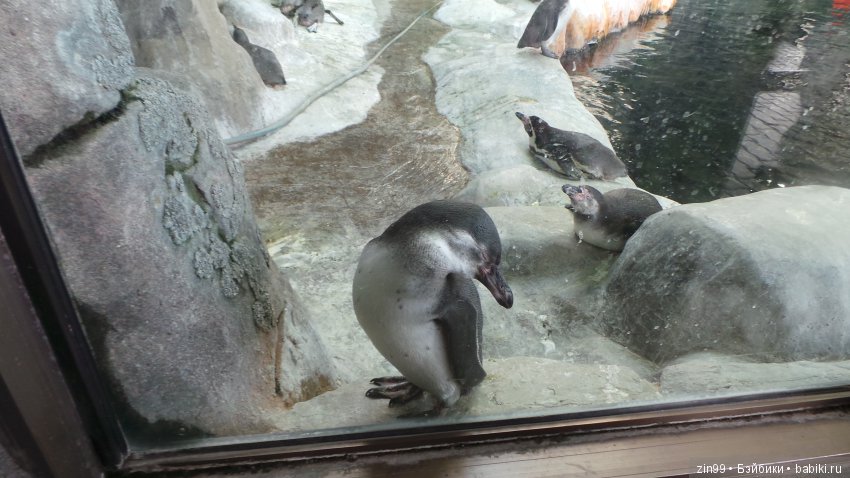 Московский Зоопарк, прогулка