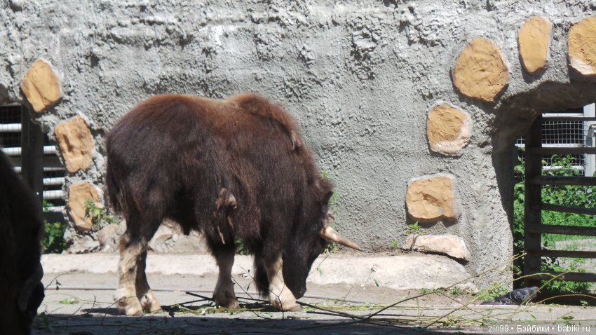 Московский Зоопарк, прогулка