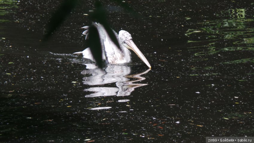 Московский Зоопарк, прогулка